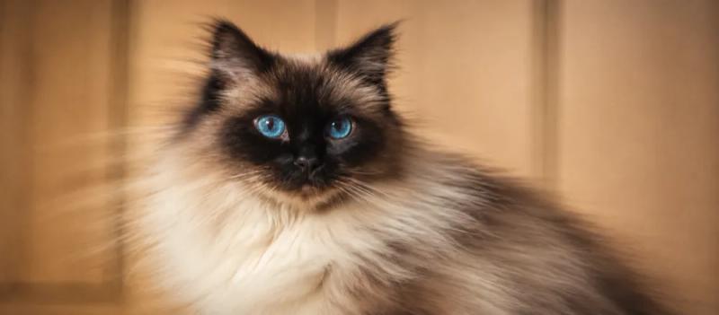 Ragdoll cat: Size, coat and health considerations by Nuzzy