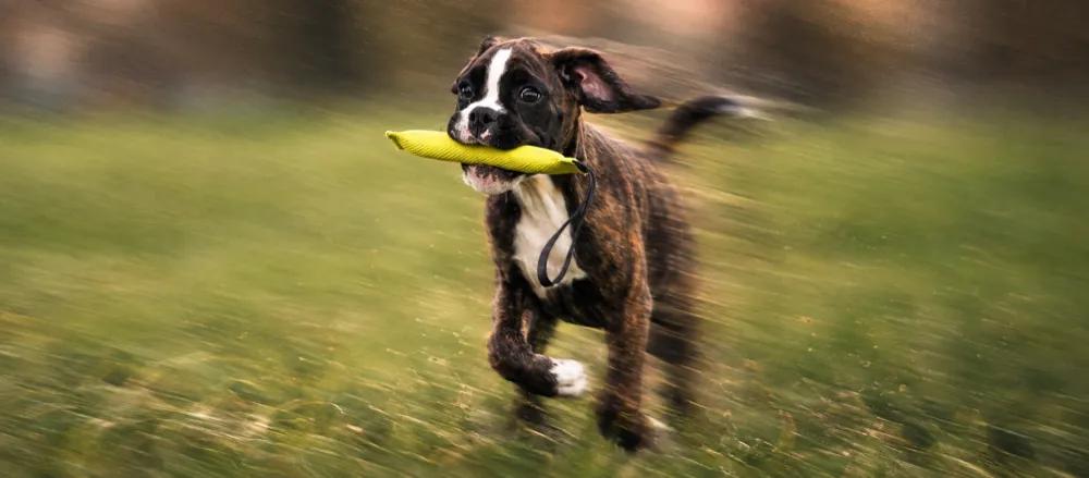 Boxer dog care and temperament by Nuzzy