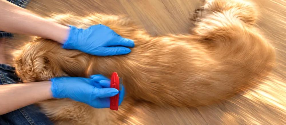 How to remove a tick from a dog By Nuzzy