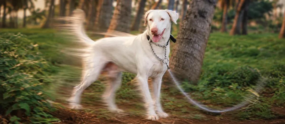 Rajapalayam dog care by Nuzzy
