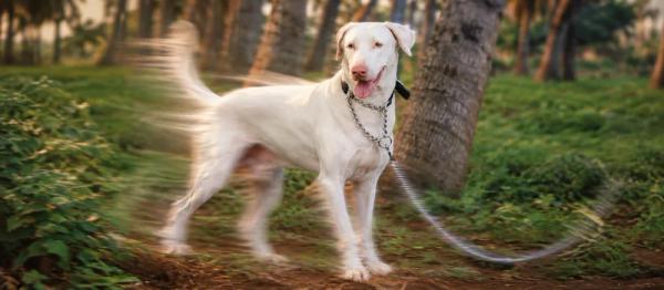 Rajapalayam dog care by Nuzzy