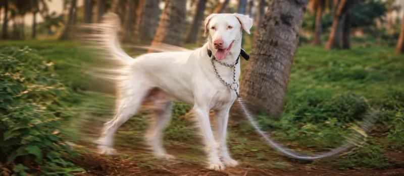Rajapalayam dog care by Nuzzy