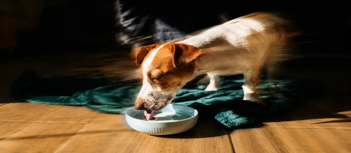 Dairy products and dogs by Nuzzy