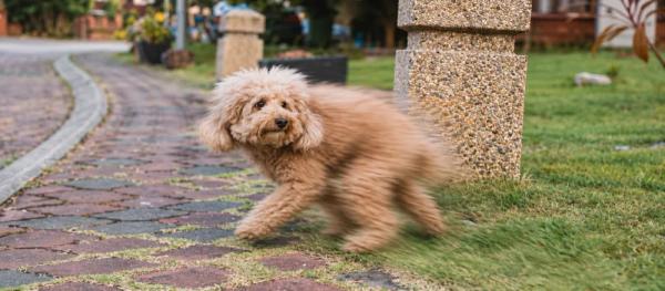Dog deworming side effects: how to respond by Nuzzy