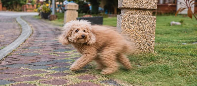 Dog deworming side effects: how to respond by Nuzzy