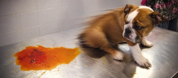 Parvovirus in dogs: symptoms, tests and care by Nuzzy