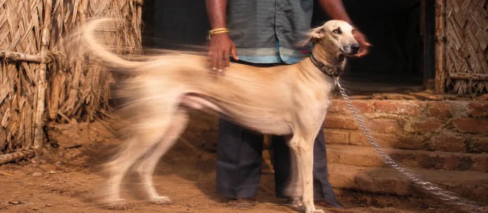 Chippiparai dog care by Nuzzy