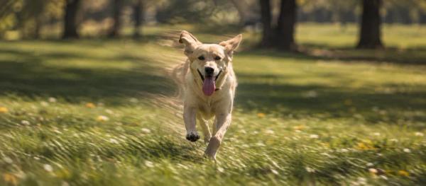 Labrador Retriever care for pet parents by Nuzzy