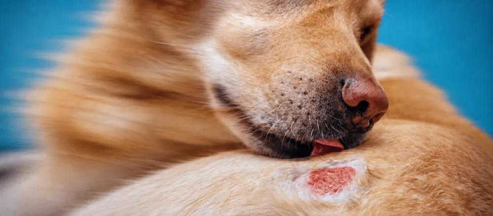 Ringworm in dogs by Nuzzy