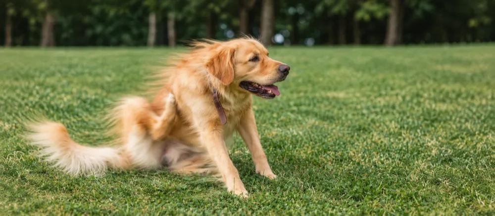 Atopic dermatitis in dogs by Nuzzy