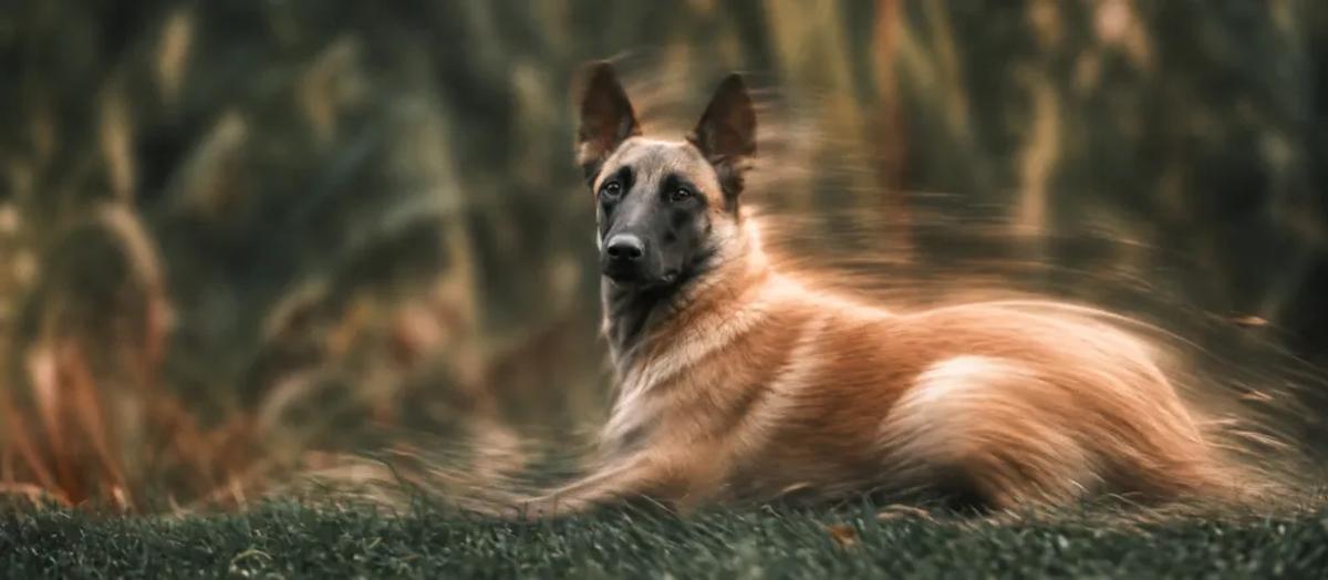 Belgian Malinois care and temperament by Nuzzy