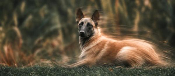 Belgian Malinois care and temperament by Nuzzy