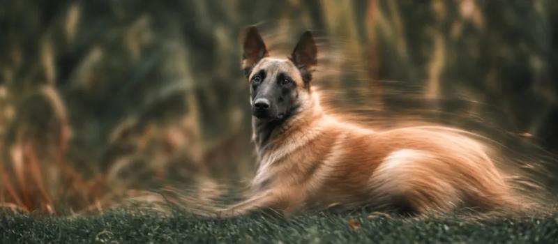 Belgian Malinois care and temperament by Nuzzy