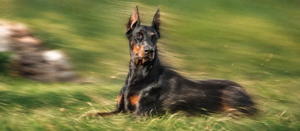 Doberman care and temperament by Nuzzy