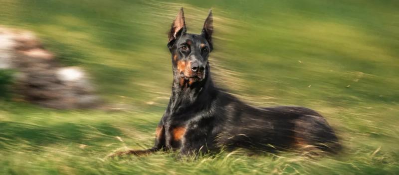 Doberman care and temperament by Nuzzy