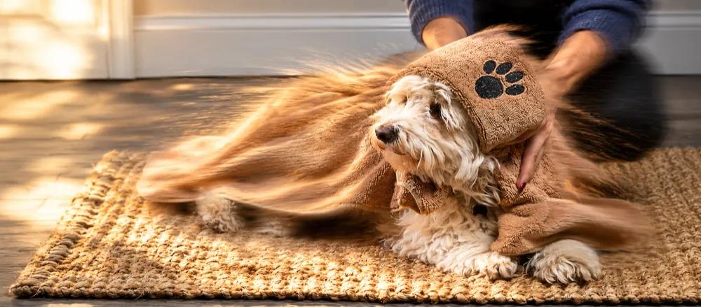 How often should you bathe your dog? by Nuzzy