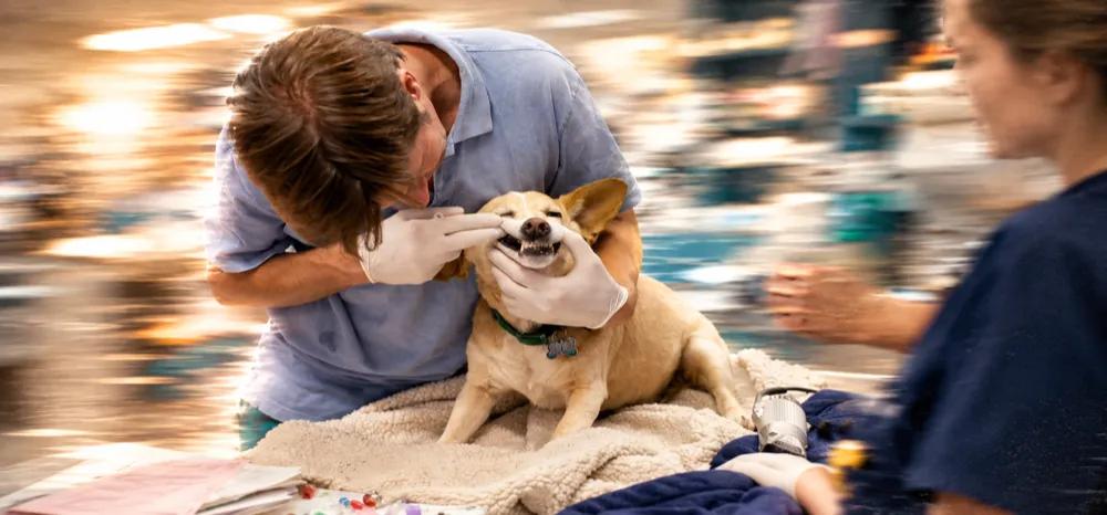 Bad breath in dogs by Nuzzy