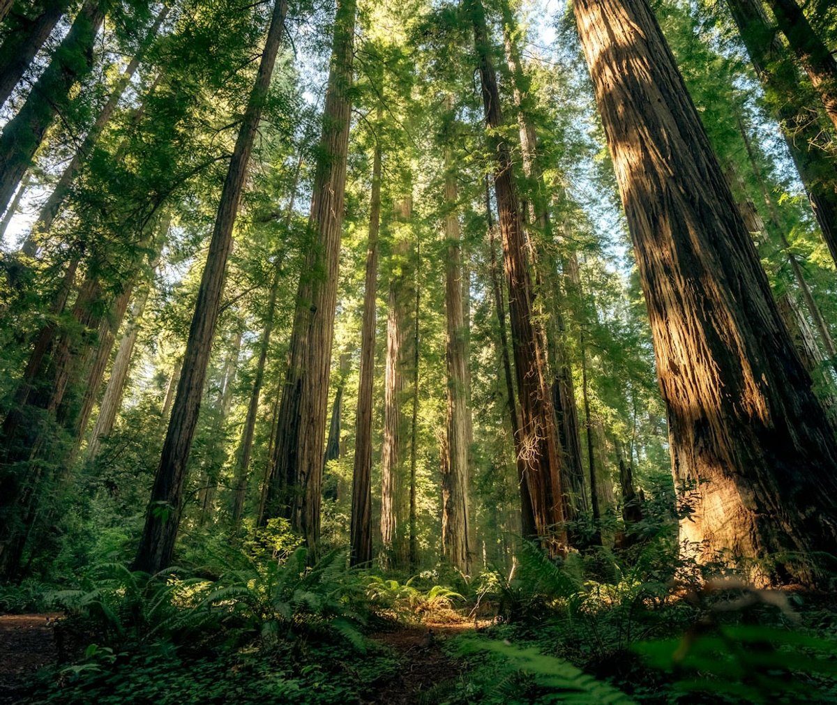 Sunlight filtering through towering California redwoods and lush green ferns