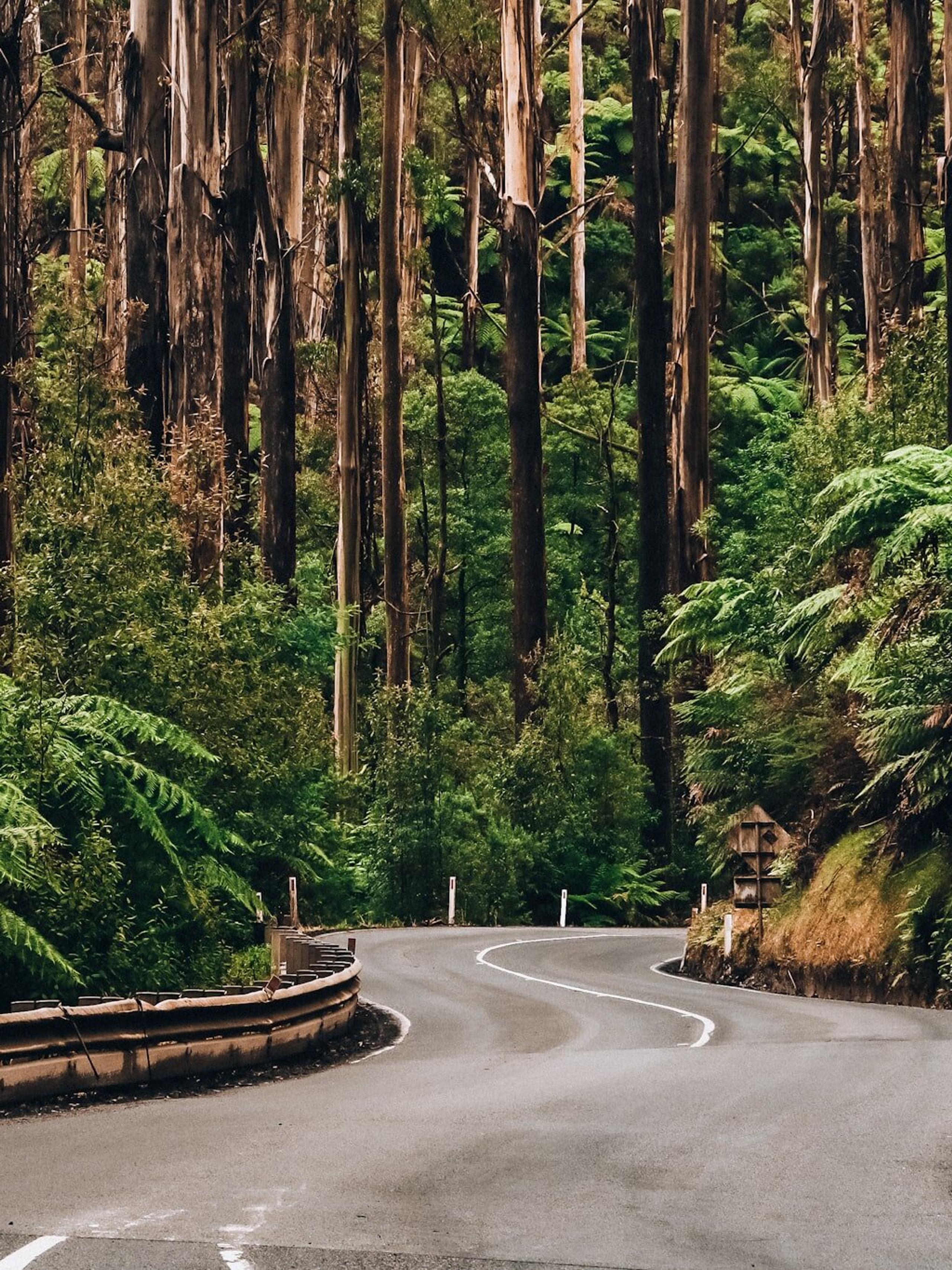 Mountain road with tall trees in the Dandenong Ranges National Park