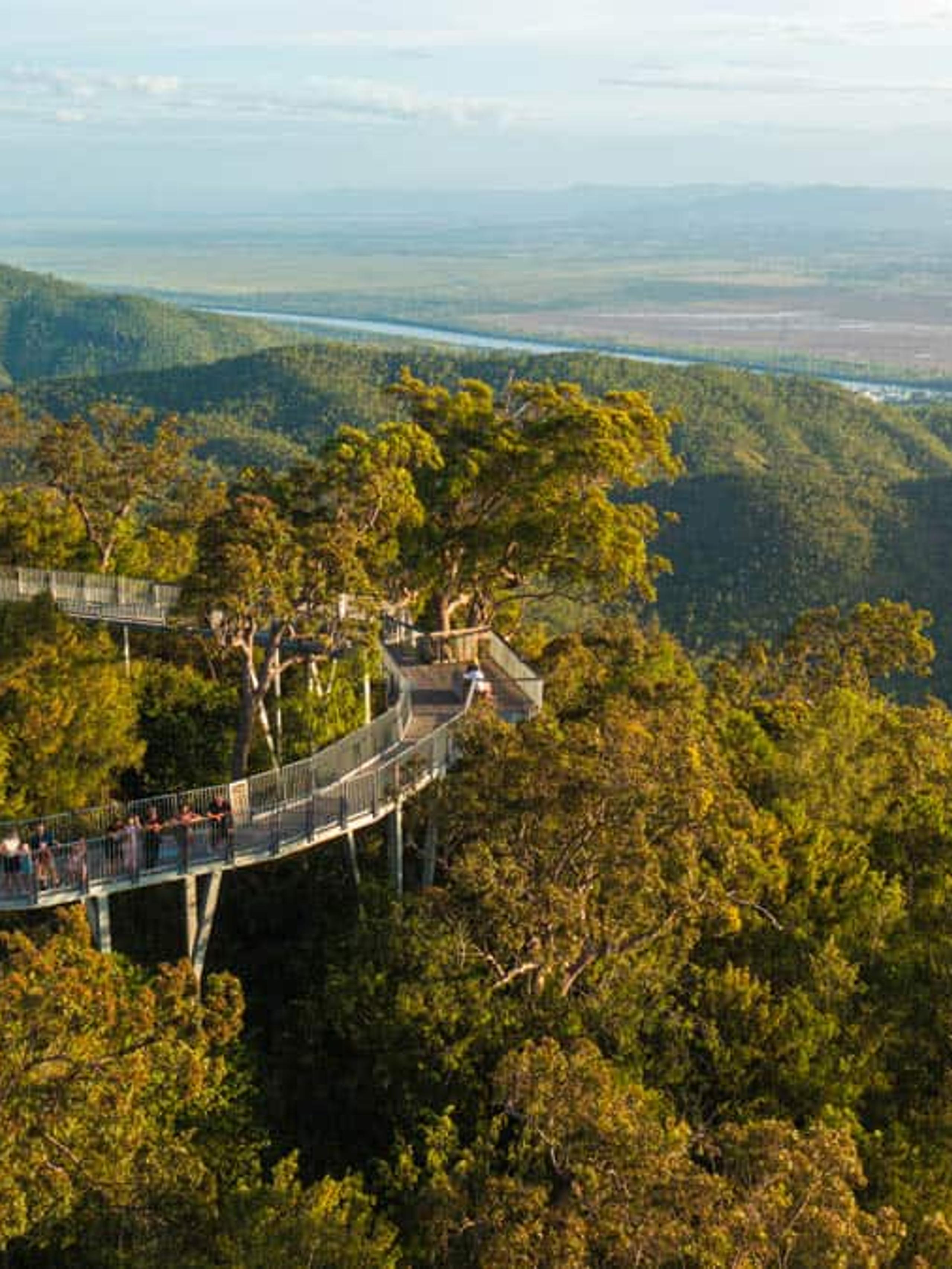 Treetop walkway