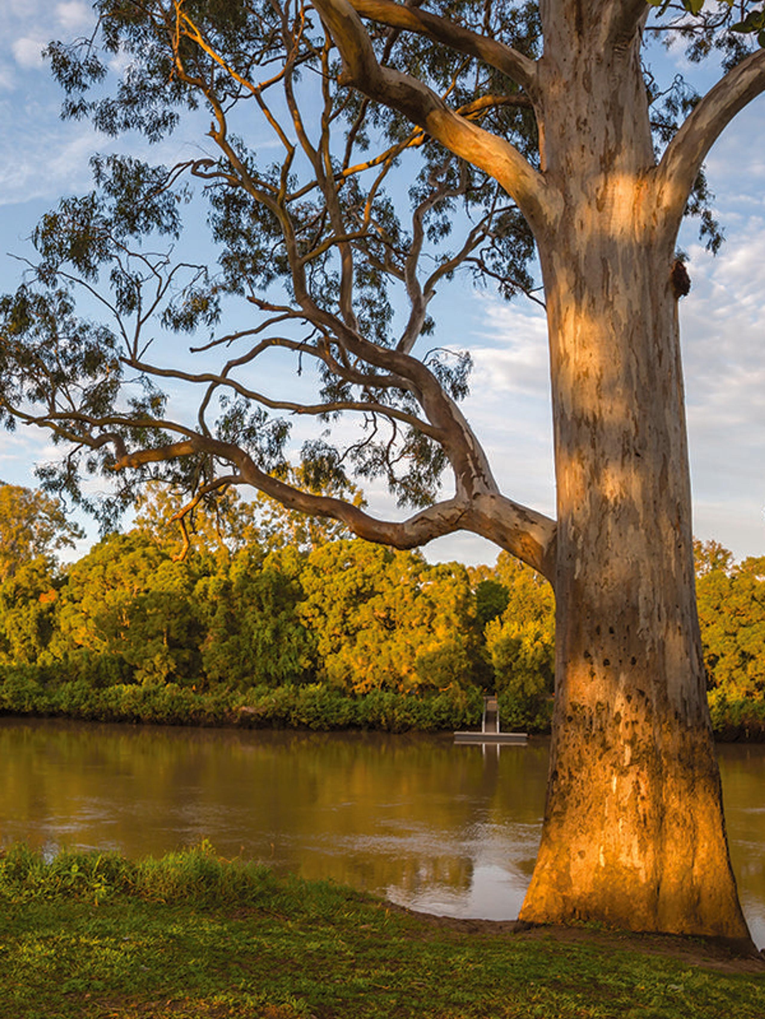 Tree by a river in Acacia Ridge