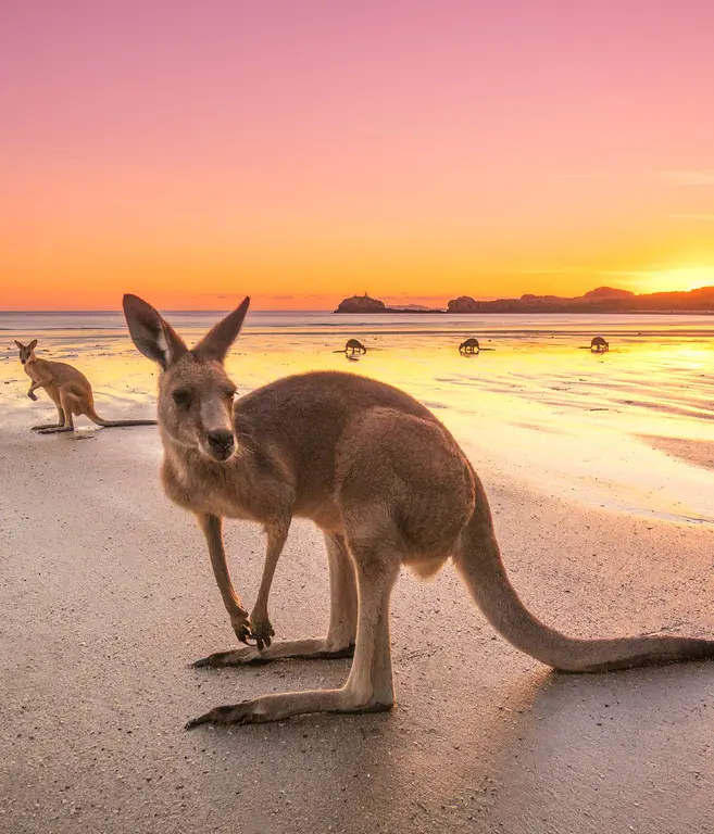 Kangaroos in the water near Mackay