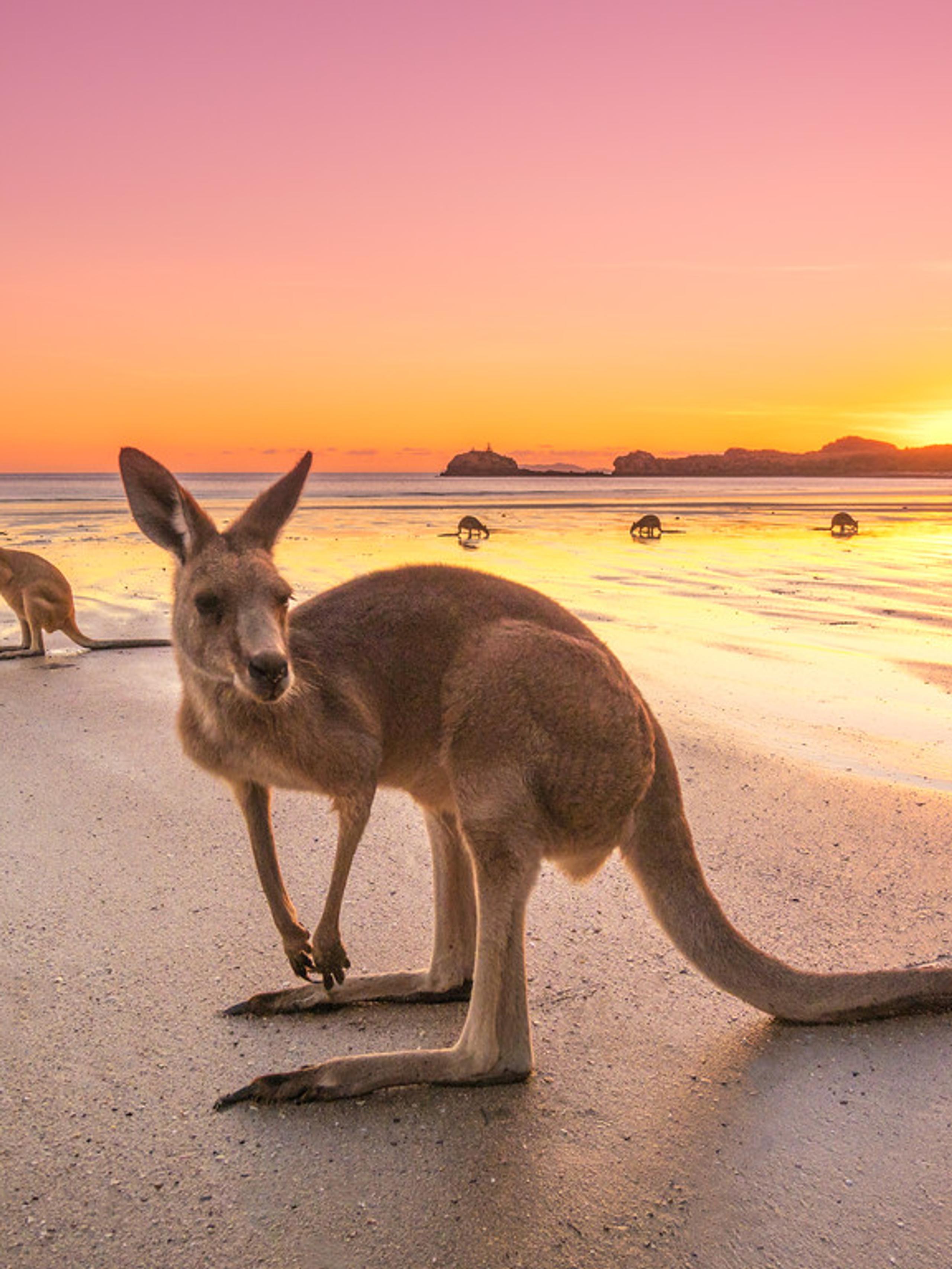 Kangaroos in the water near Mackay