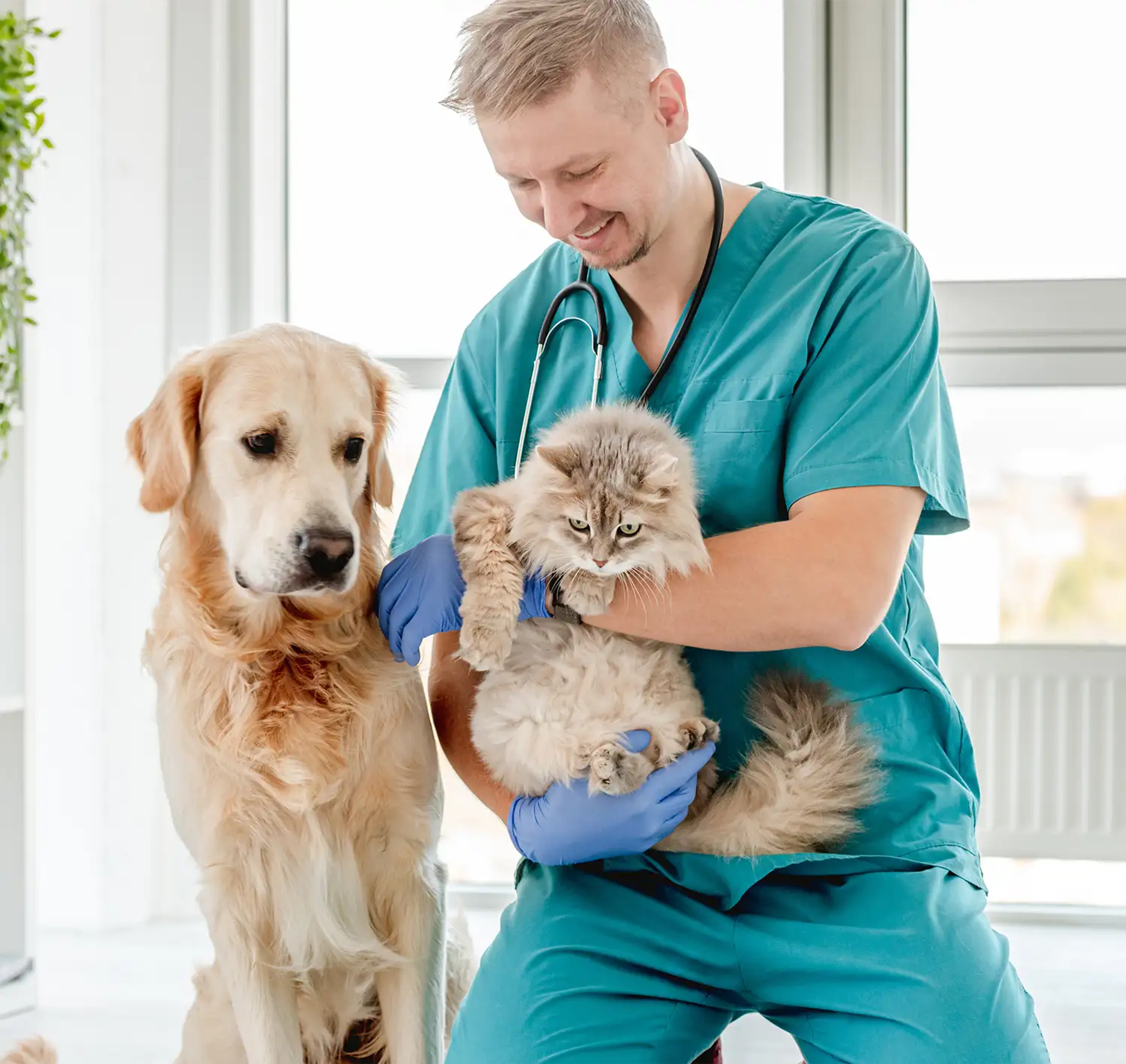 A cat and dog at the vets