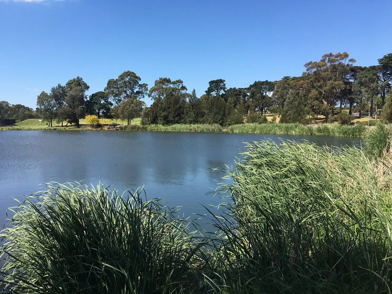 A lake framed with trees in Reservoir