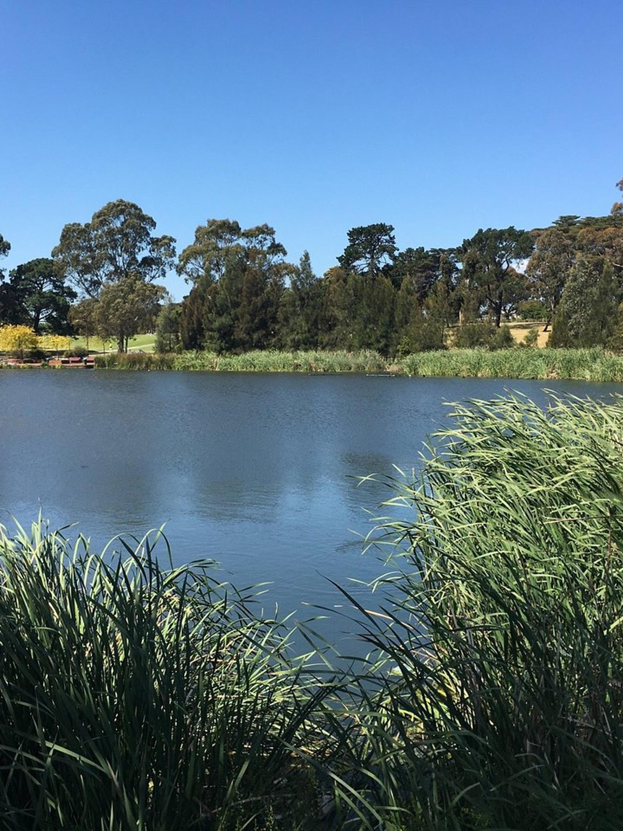 A lake framed with trees in Reservoir