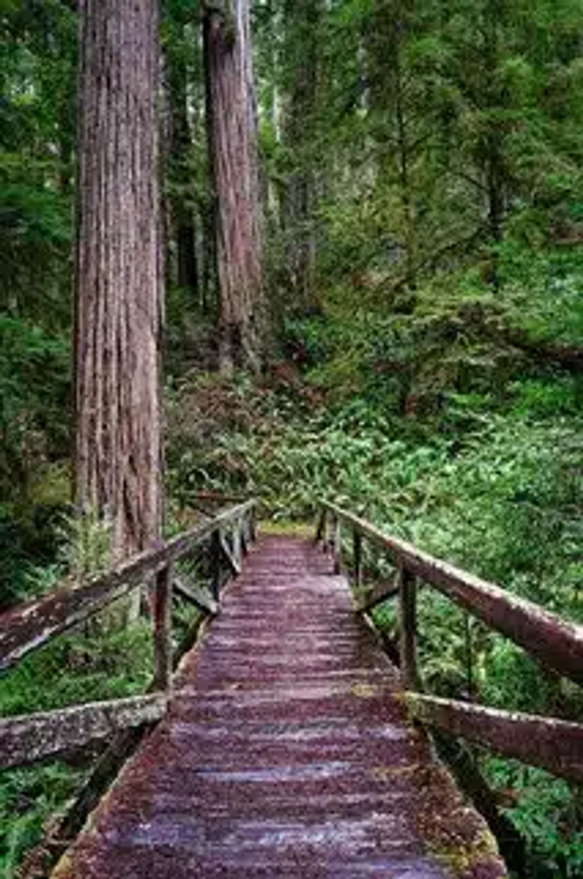 eine Holzbrücke durch den Wald, die den Weg weißt