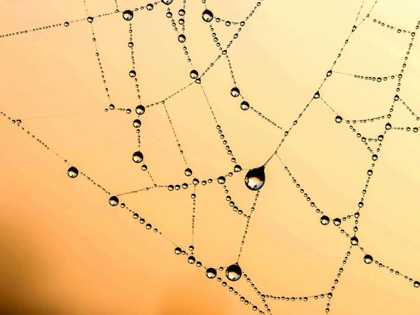 Nahaufnahme eines Spinnennetzes mit Wassertropfen