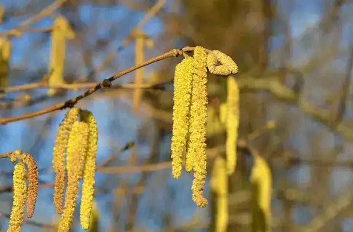 Nahaufnahme von Haselkätzchen im Frühling