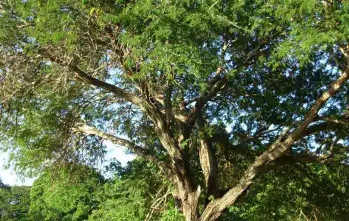 Foto von Bäume im Wald, der nachhaltiges Wirtschaften signalisiert