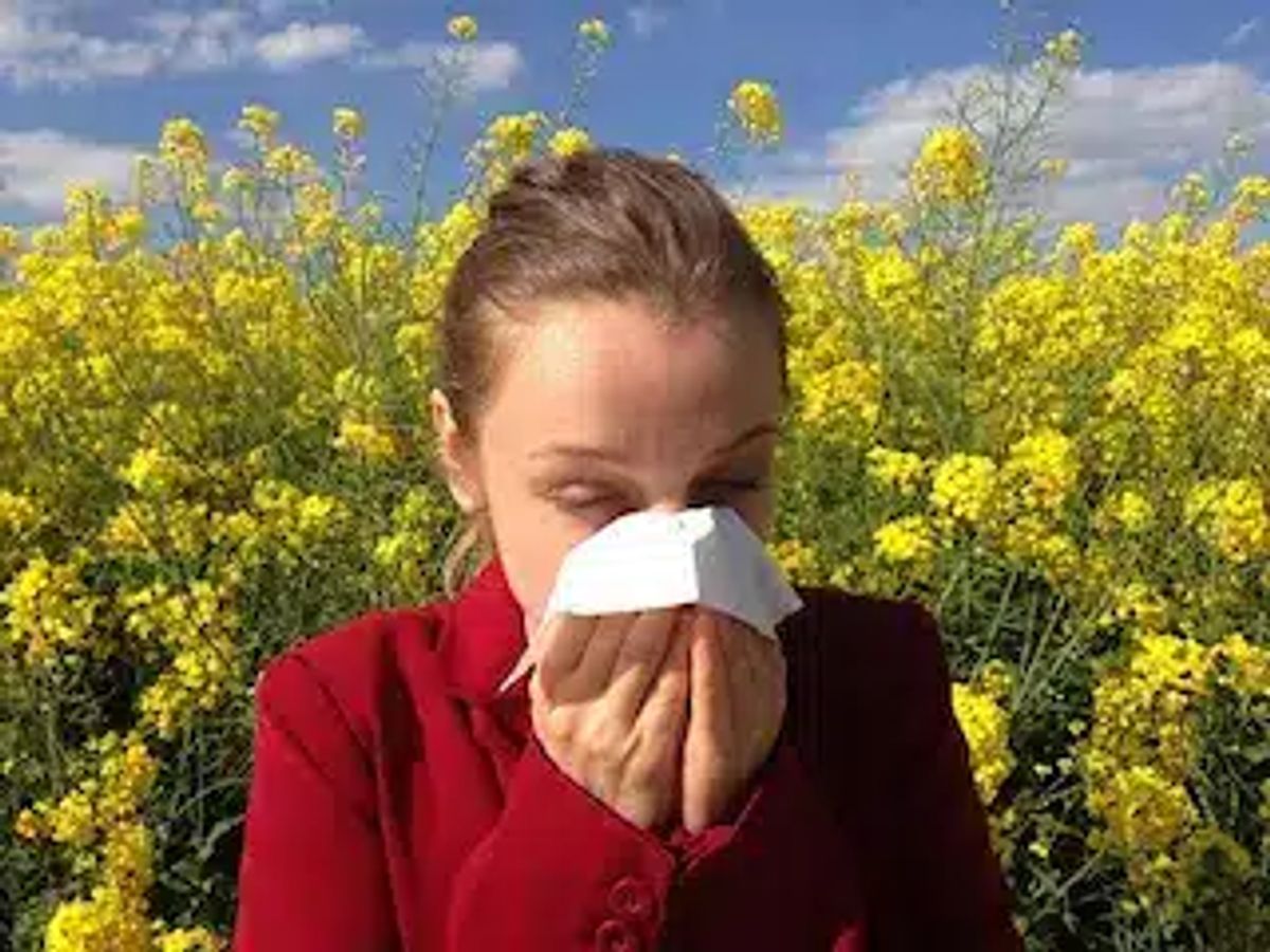 Frau mit allergischer Reaktion niest in ein Taschentuch vor einem blühenden Rapsfeld