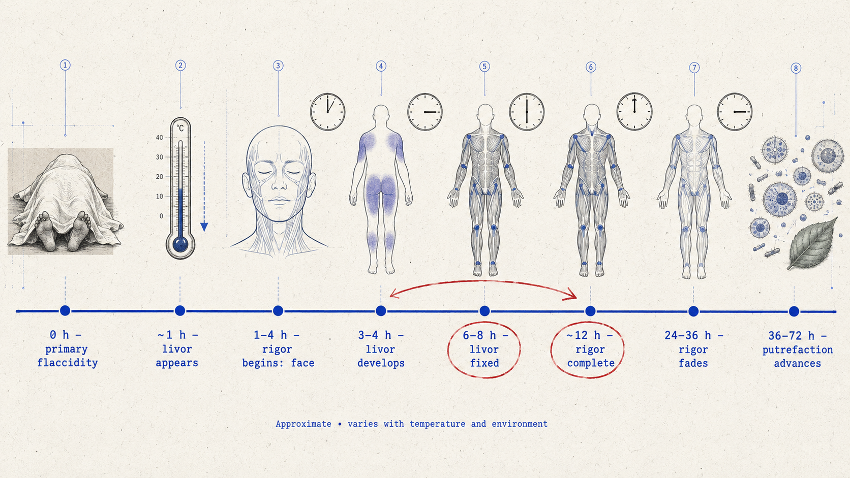 Postmortem Lividity for NEET PG