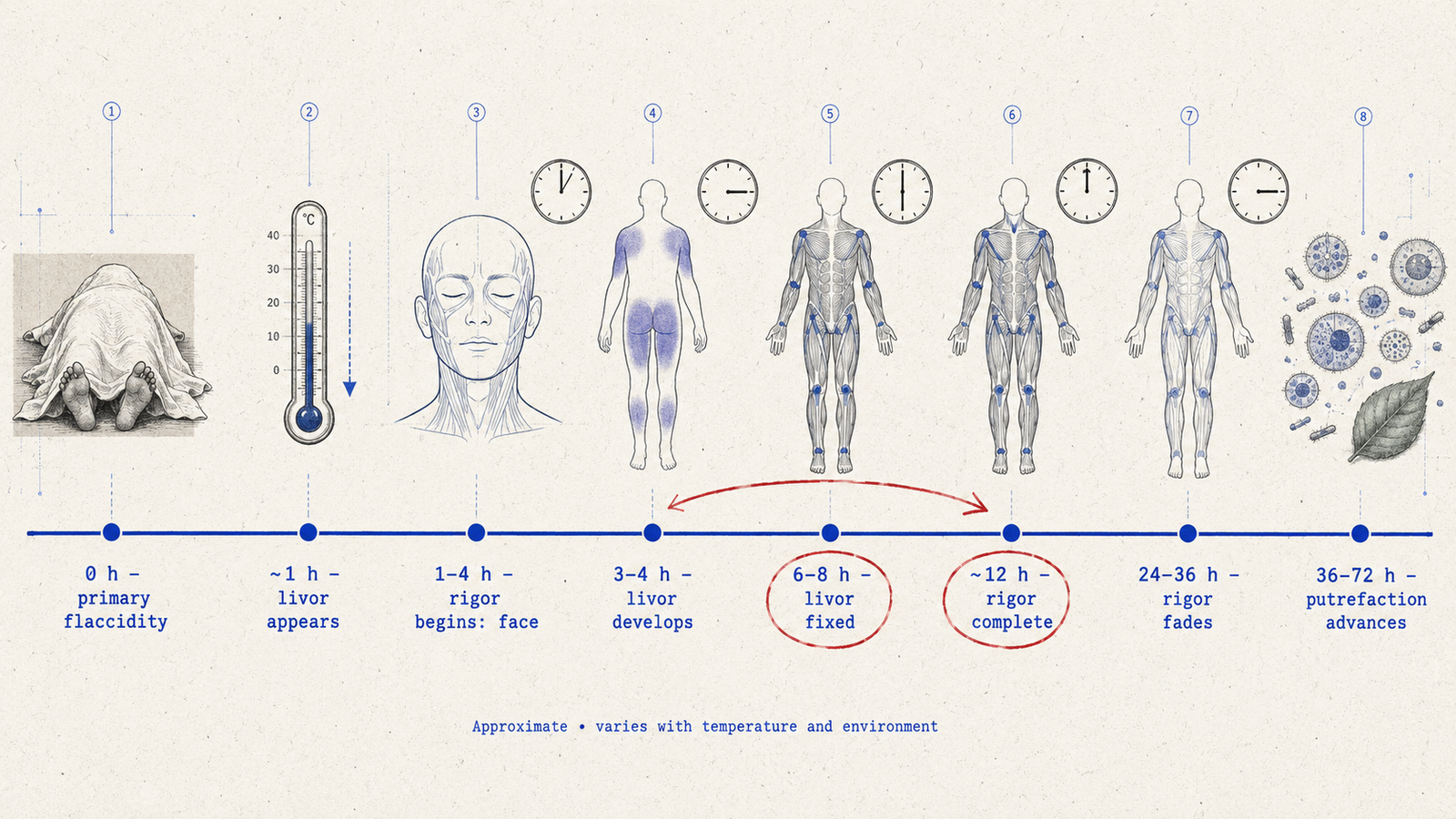 Postmortem Lividity for NEET PG