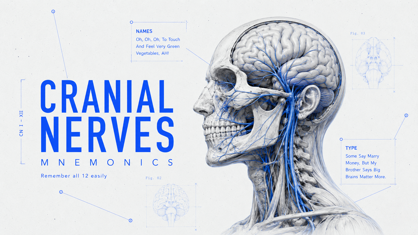 Cranial nerves mnemonics guide for NEET PG 12 nerves, foramina, and clinical correlations