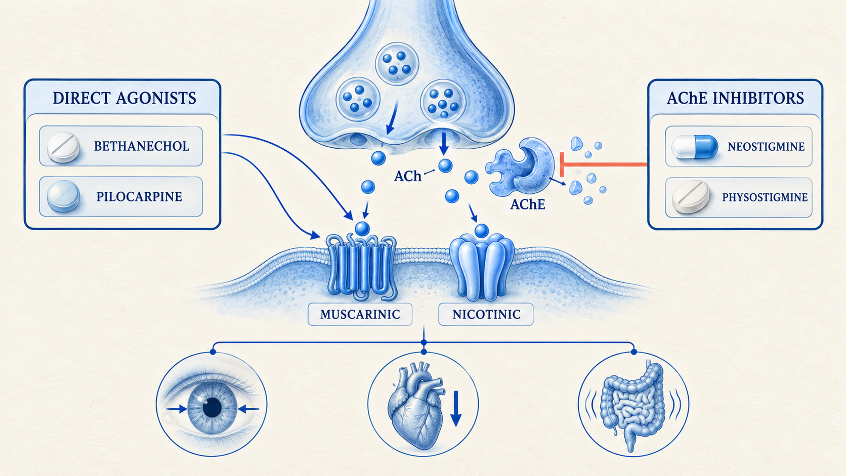 Cholinergic Drugs for NEET PG