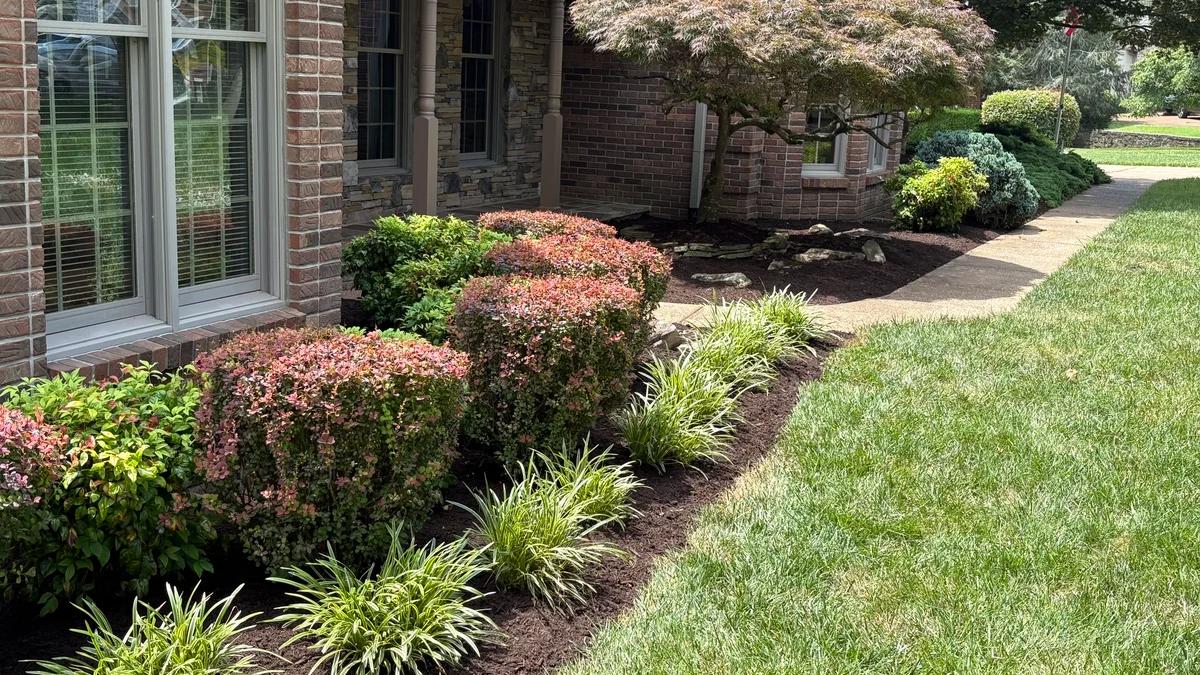 Trimmed bushes and tree outside home