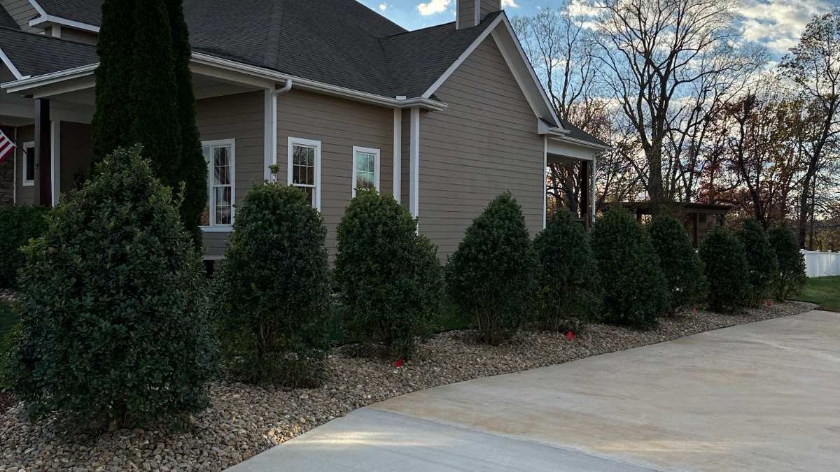 Shrubs outside home
