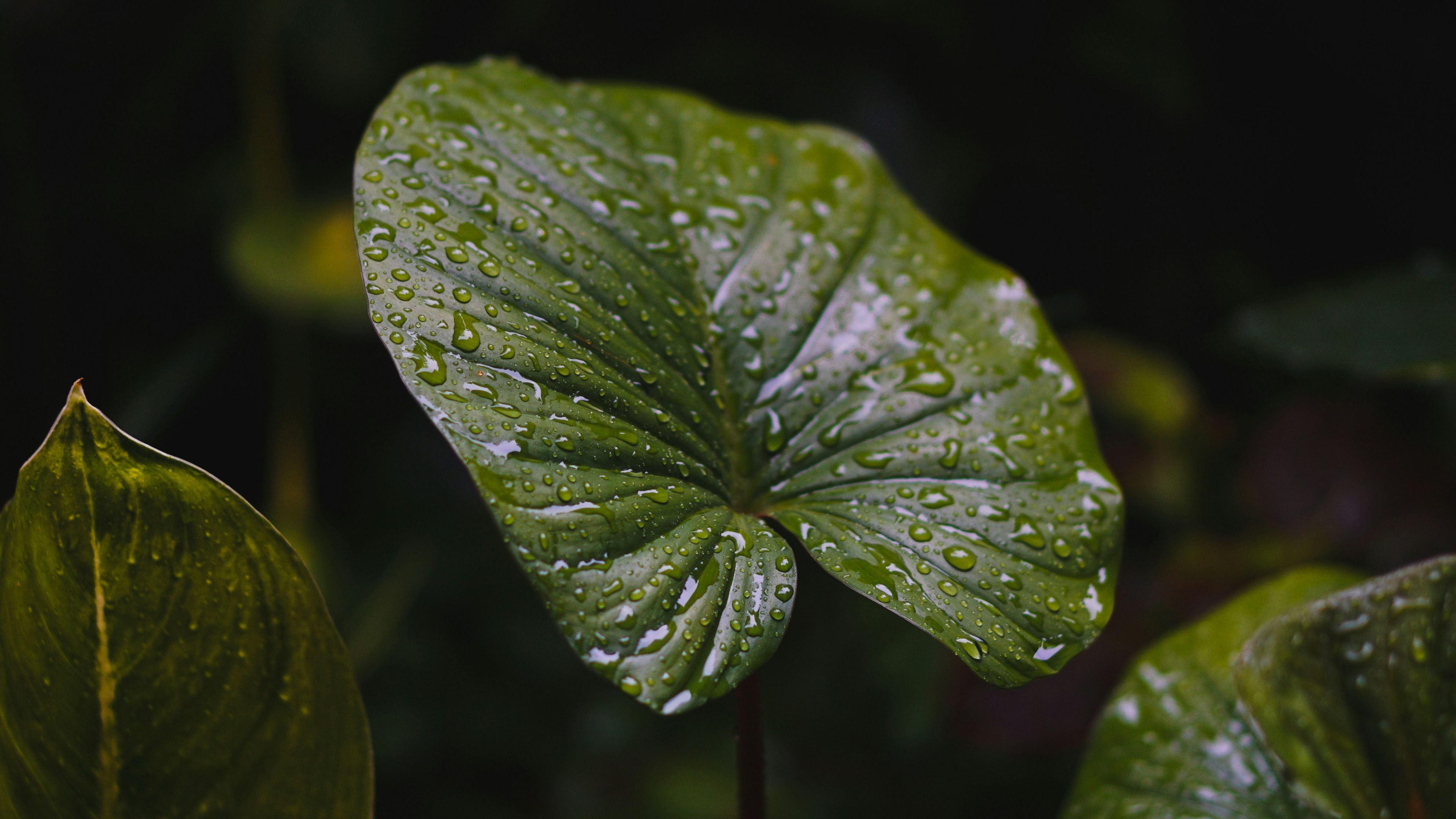 leaf up close with rain on it