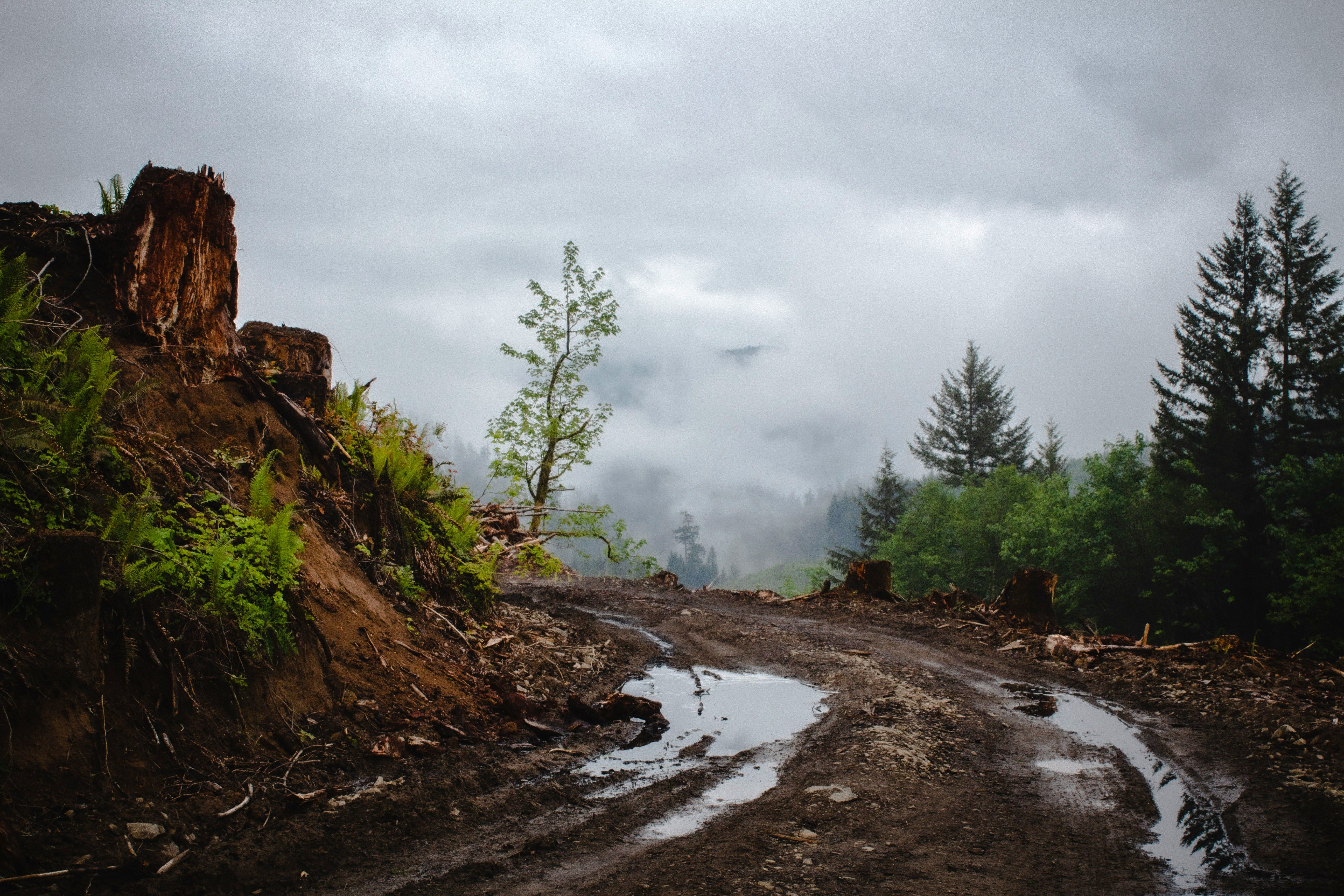 Muddy trail