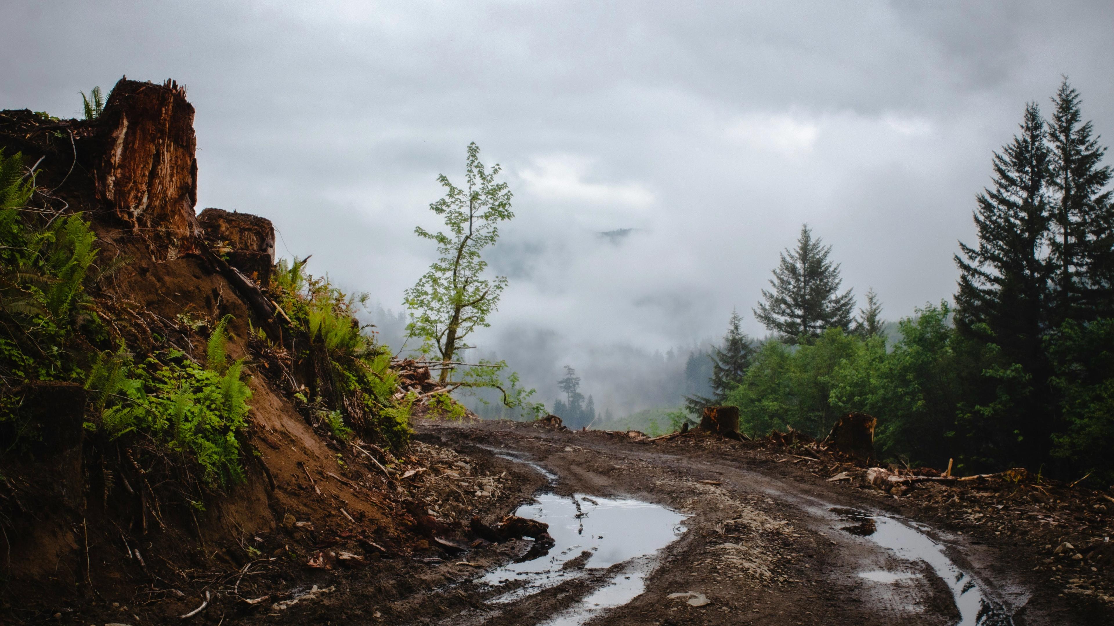 Muddy trail