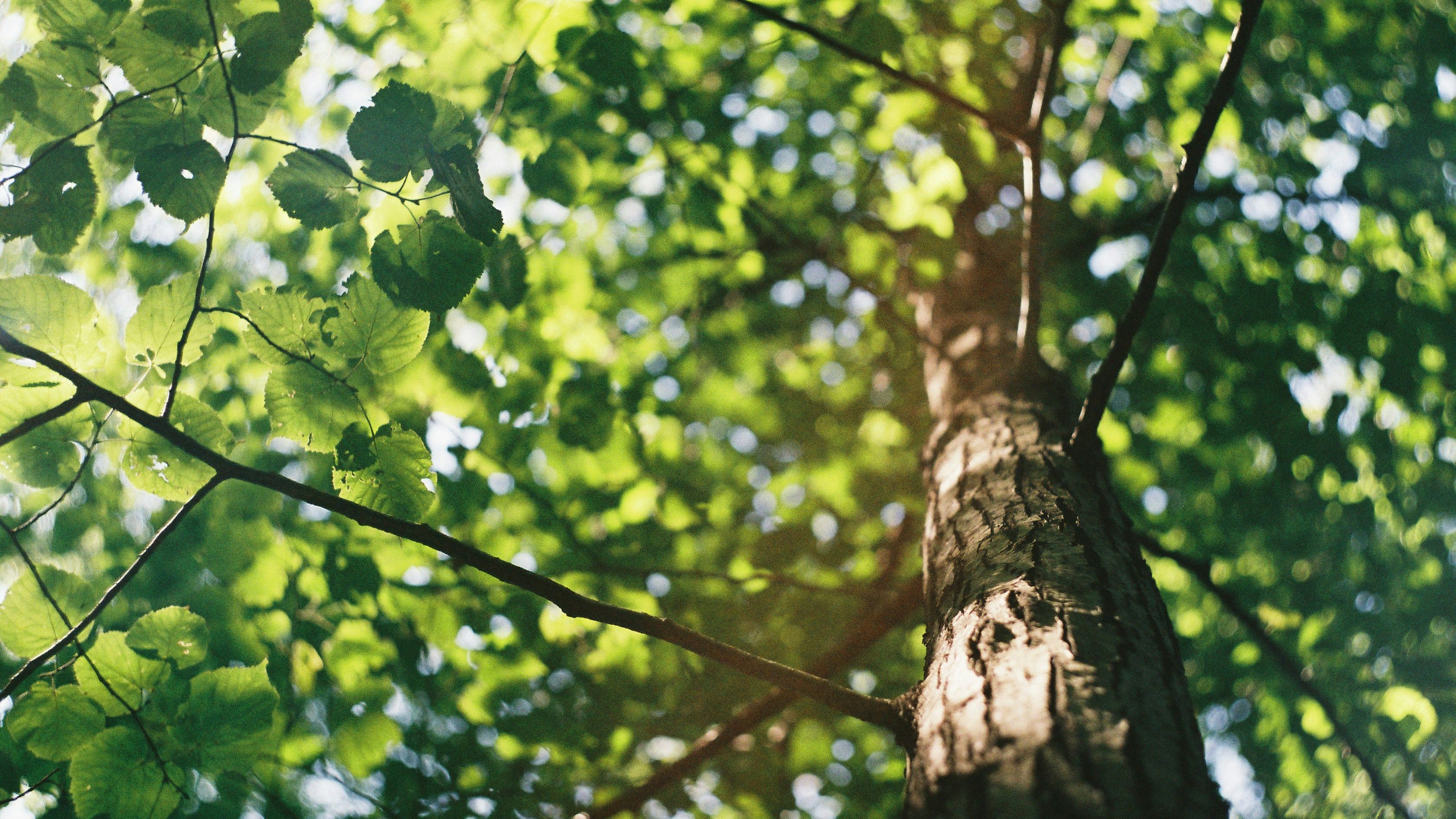 Tree from the ground up