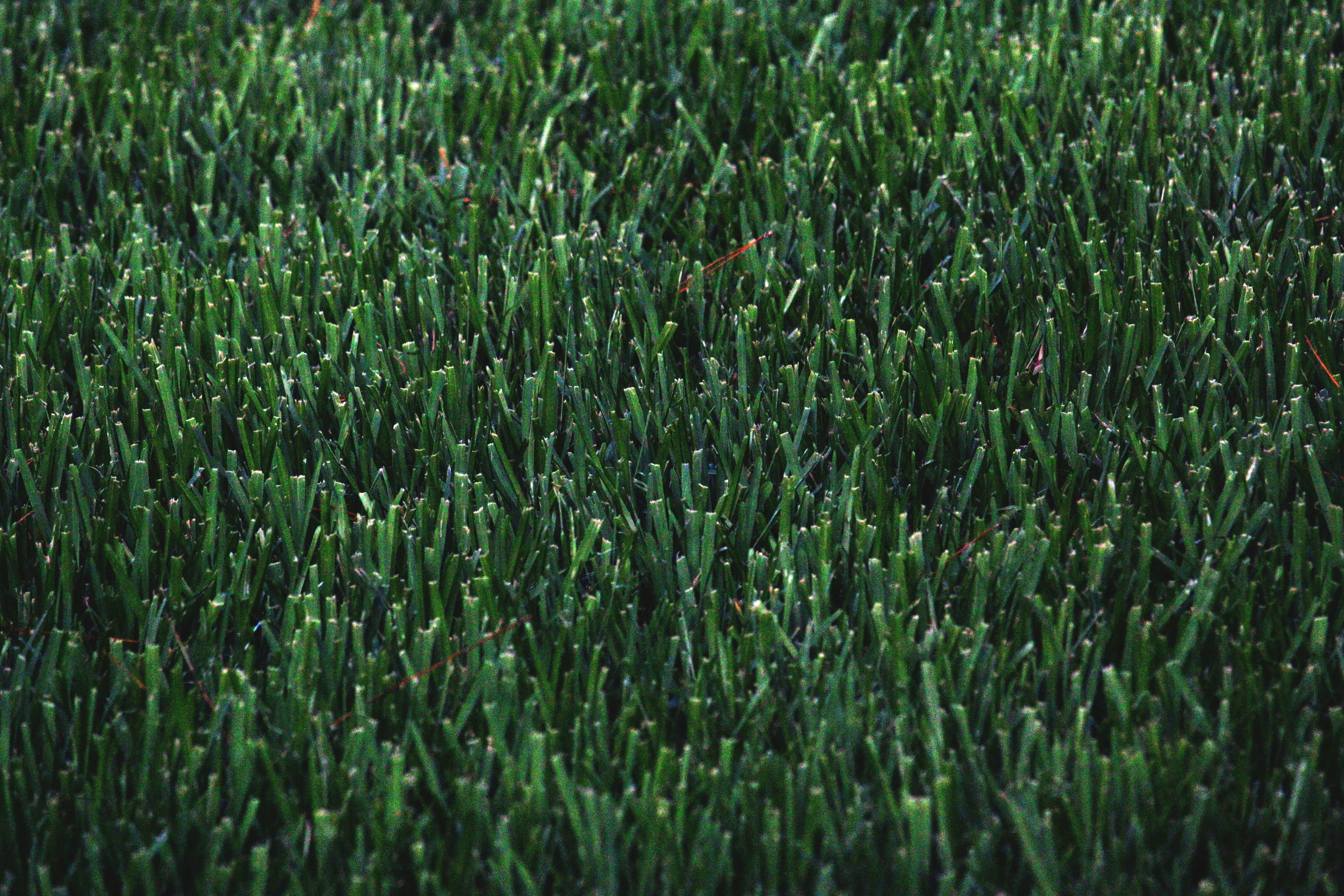 sod up close