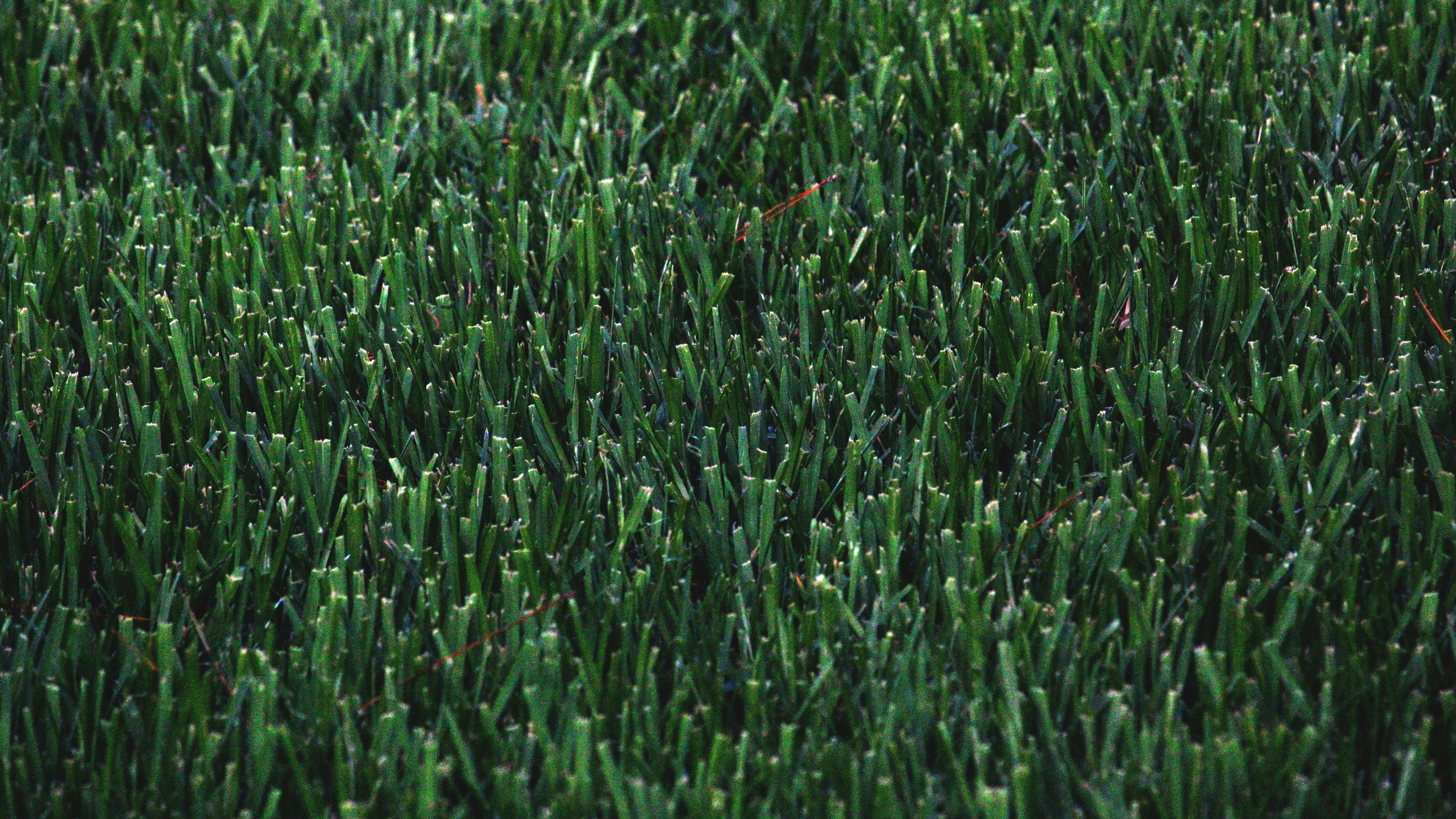 sod up close