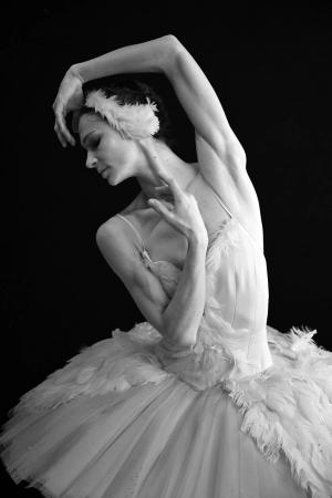 The swan