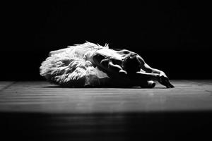 The swan - Black & White