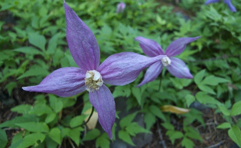 Wild Blue Clematis (Purple Clematis, Purple Virgin's-bower) 